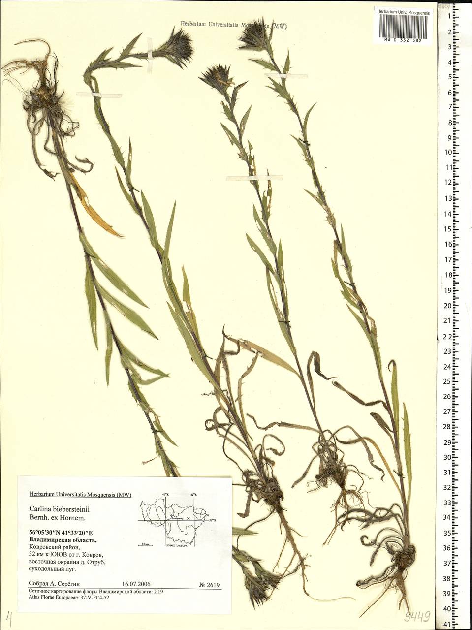 Carlina biebersteinii Bernh. ex Hornem., Eastern Europe, Central region (E4) (Russia)