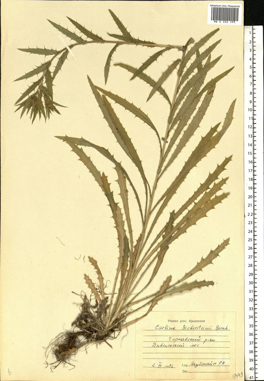 Carlina biebersteinii Bernh. ex Hornem., Eastern Europe, Central region (E4) (Russia)