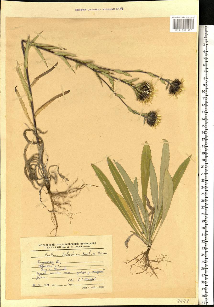Carlina biebersteinii Bernh. ex Hornem., Eastern Europe, Central region (E4) (Russia)