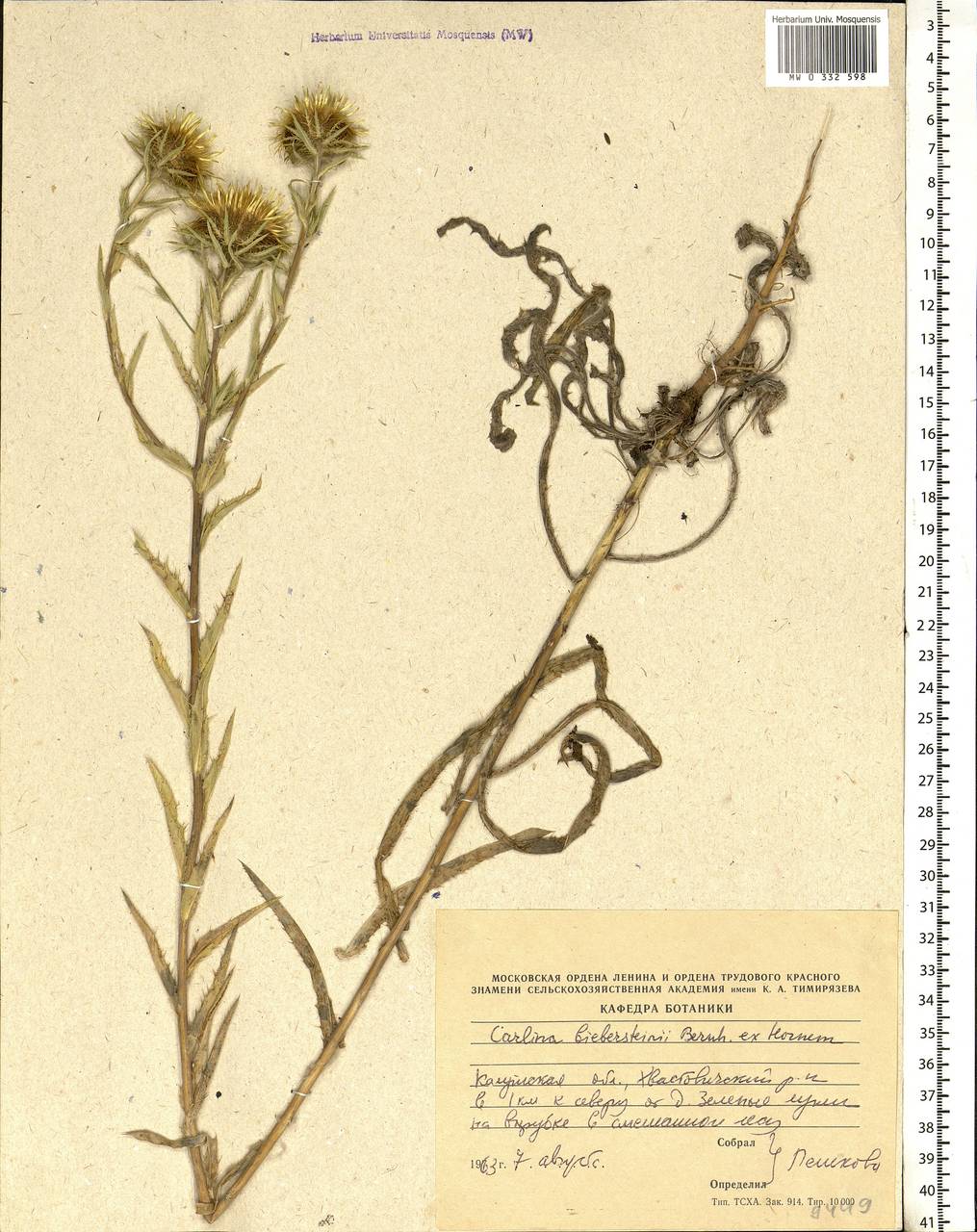 Carlina biebersteinii Bernh. ex Hornem., Eastern Europe, Central region (E4) (Russia)