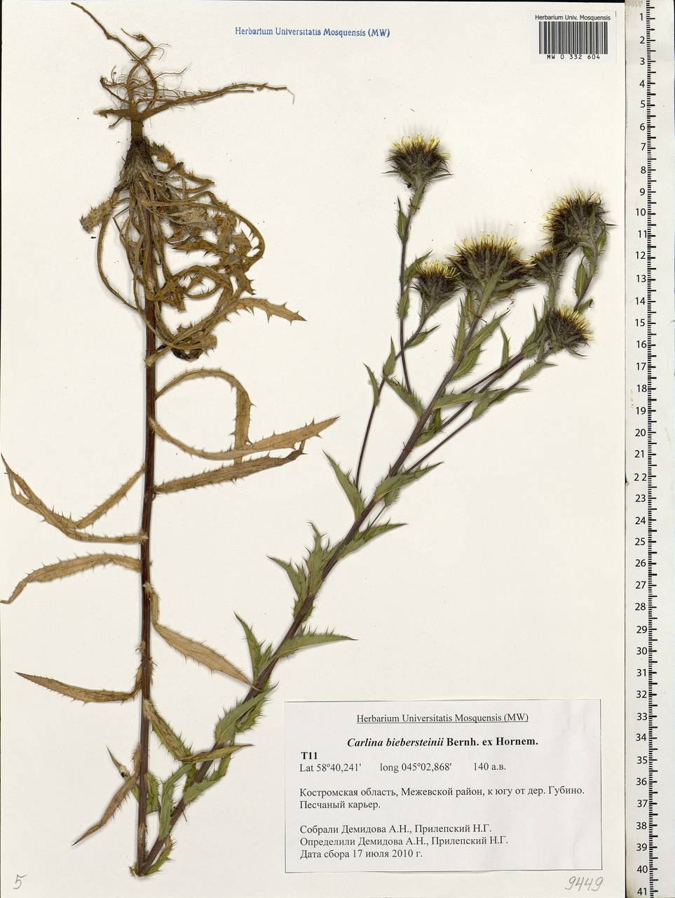 Carlina biebersteinii Bernh. ex Hornem., Eastern Europe, Central forest region (E5) (Russia)