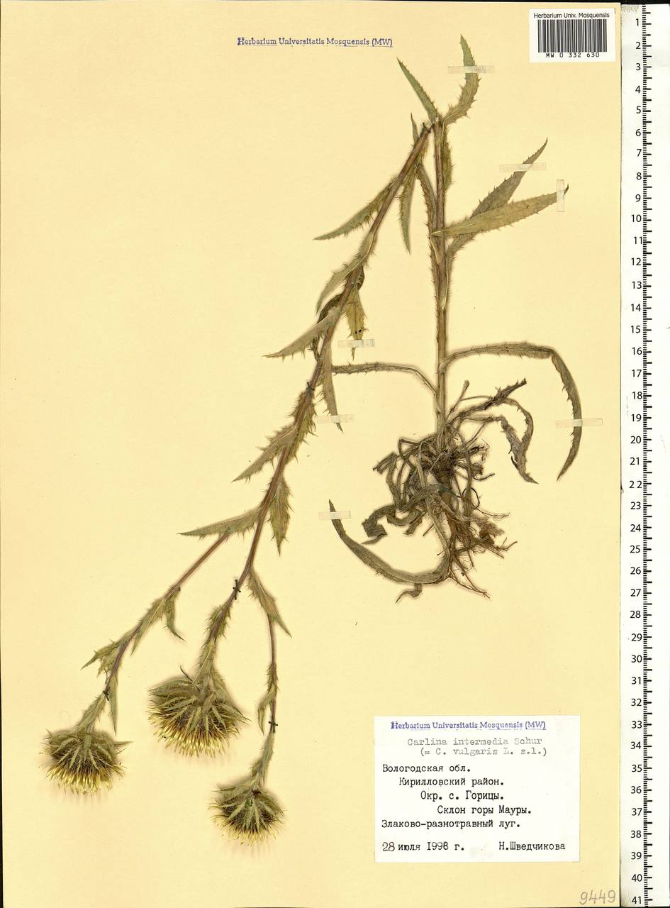 Carlina biebersteinii subsp. brevibracteata (Andrae) K. Werner, Eastern Europe, Northern region (E1) (Russia)