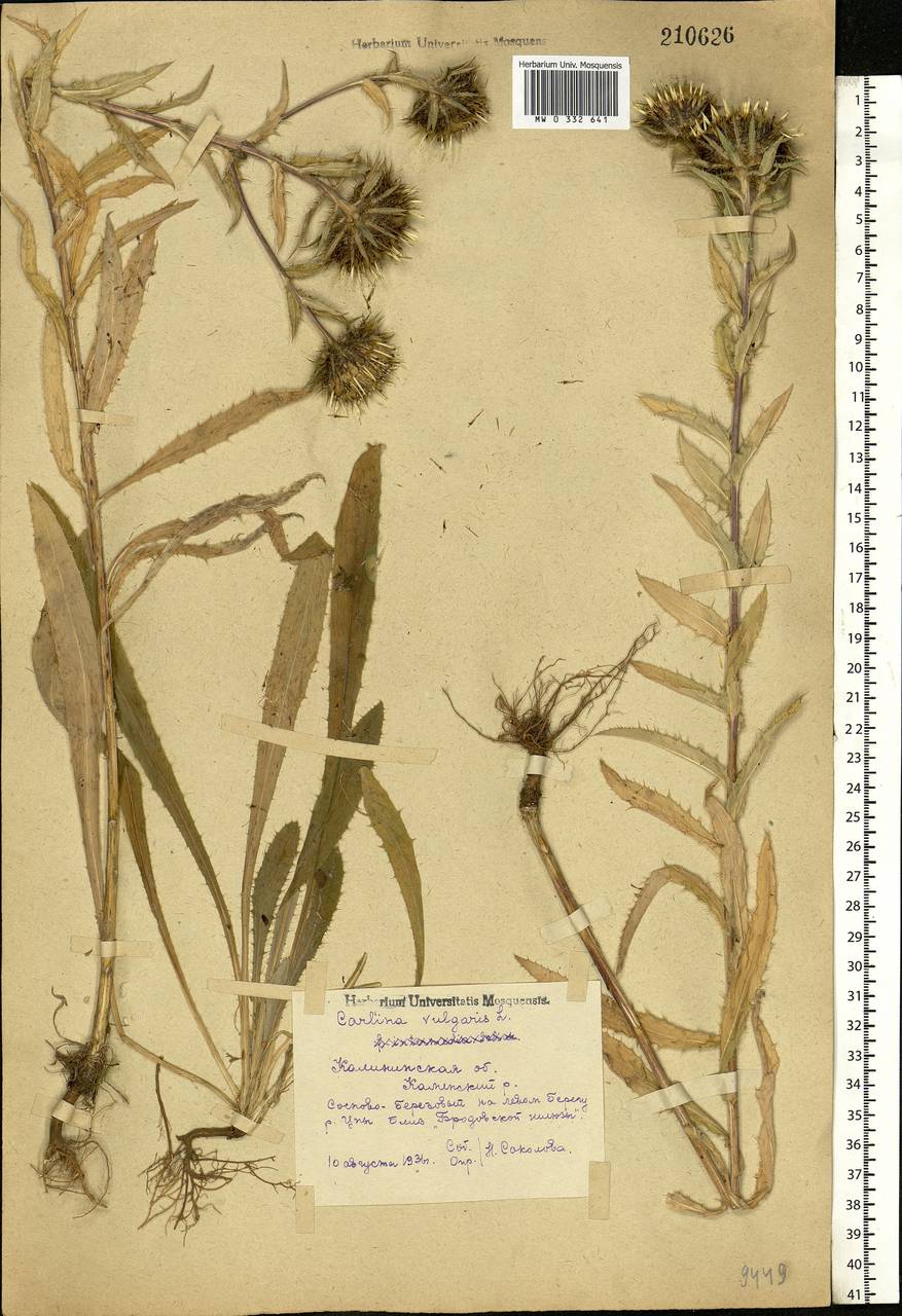 Carlina vulgaris L., Eastern Europe, North-Western region (E2) (Russia)