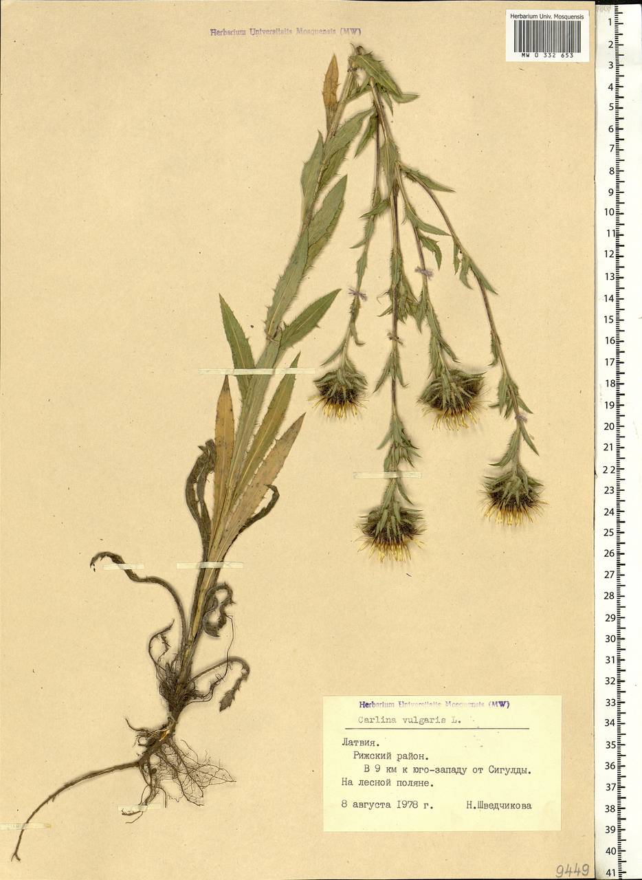 Carlina vulgaris L., Eastern Europe, Latvia (E2b) (Latvia)