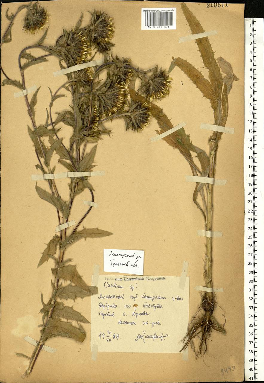 Carlina vulgaris L., Eastern Europe, Central region (E4) (Russia)
