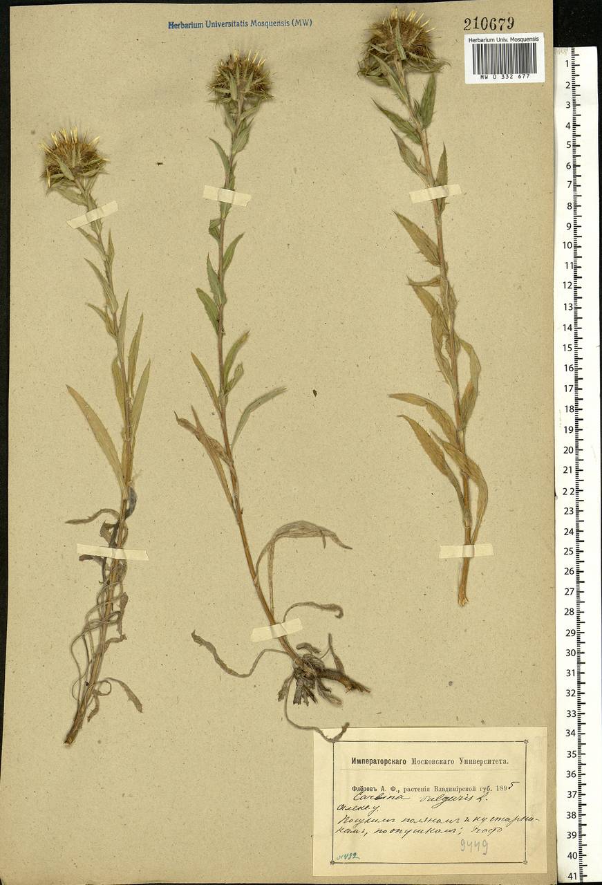 Carlina vulgaris L., Eastern Europe, Central region (E4) (Russia)