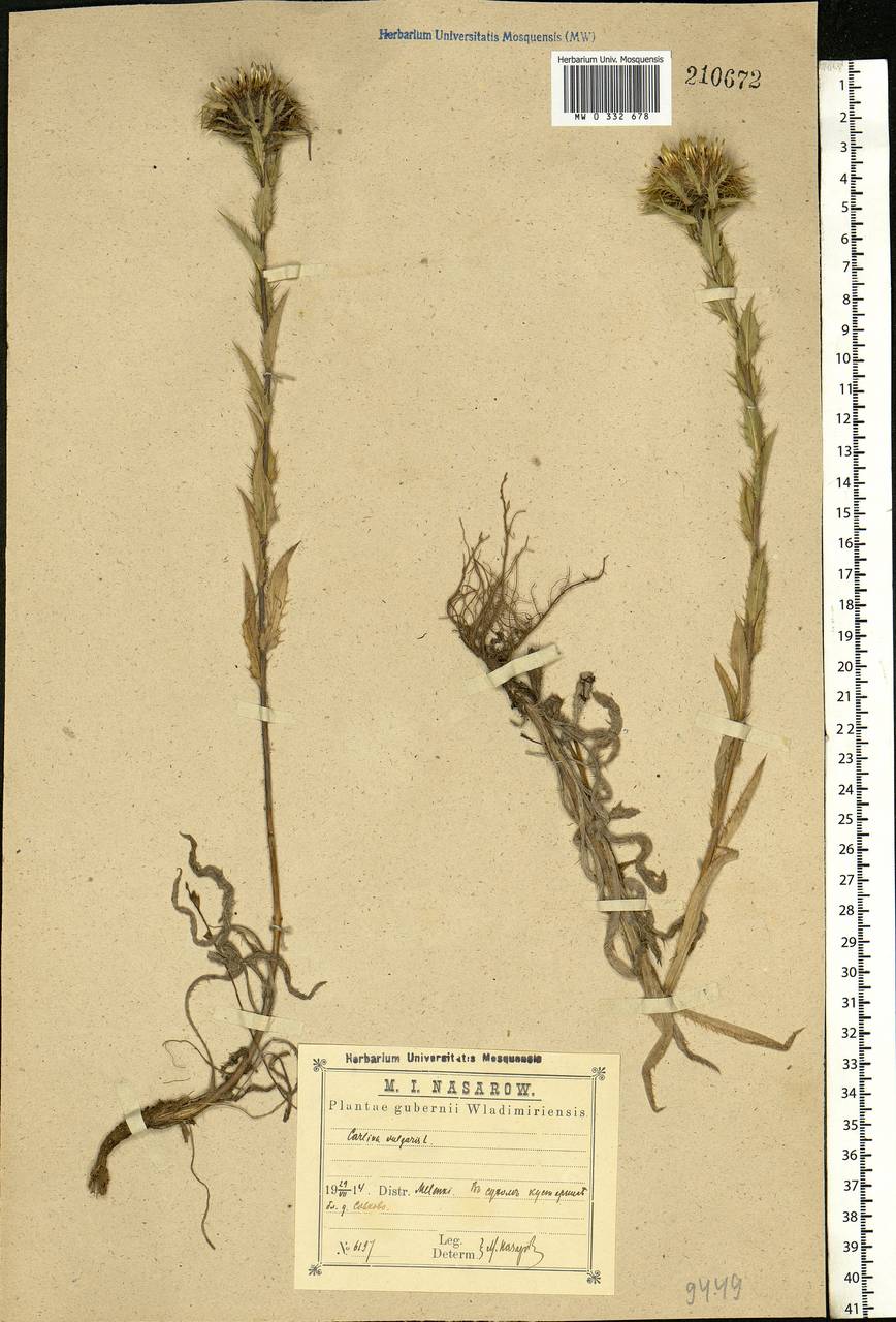 Carlina vulgaris L., Eastern Europe, Central region (E4) (Russia)