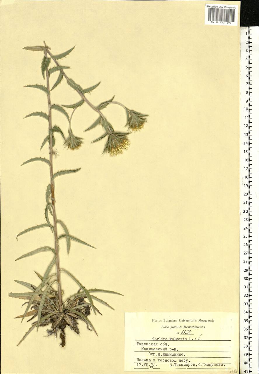 Carlina vulgaris L., Eastern Europe, Central region (E4) (Russia)