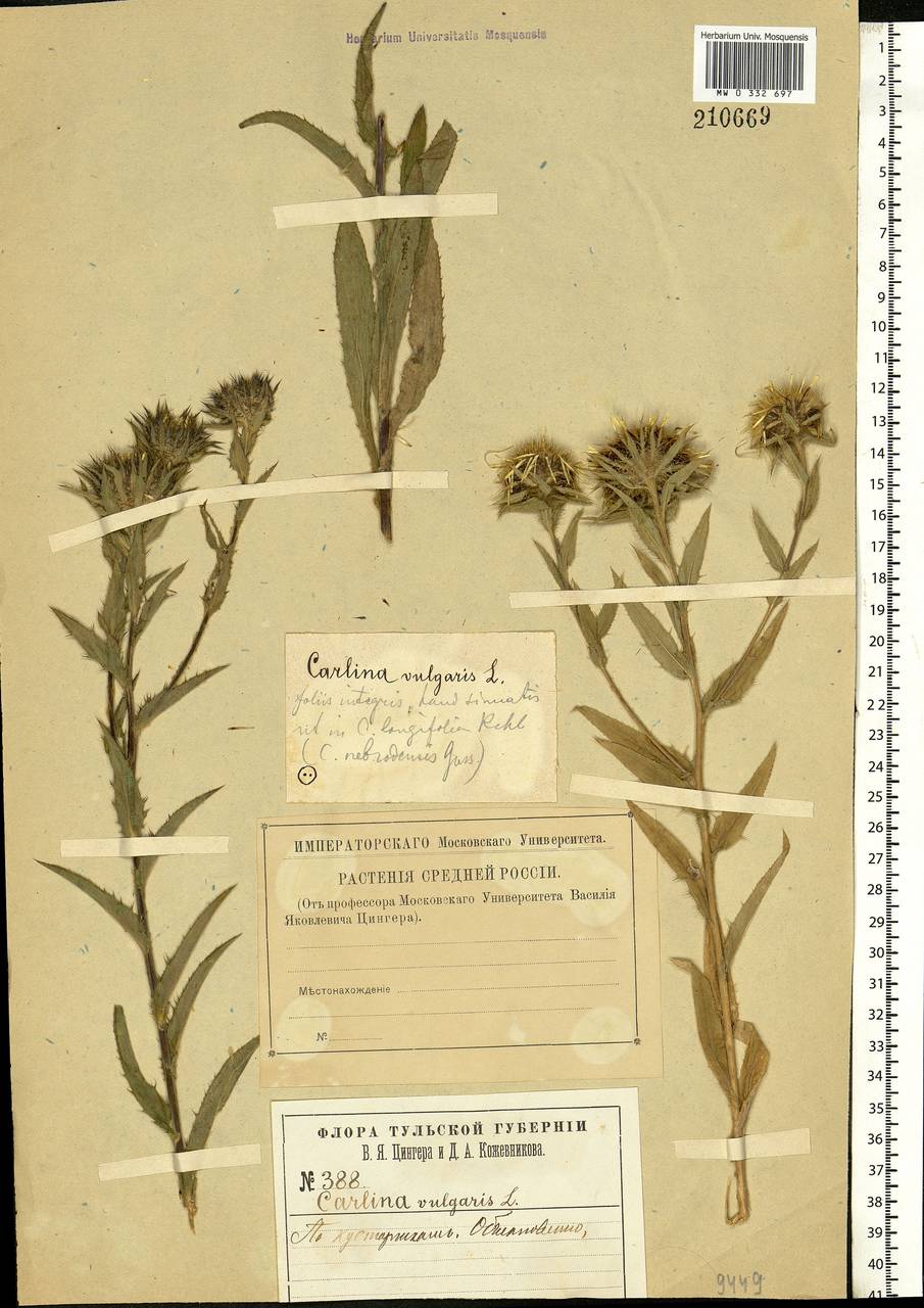Carlina vulgaris L., Eastern Europe, Central region (E4) (Russia)
