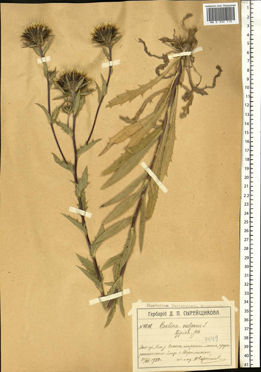 Carlina vulgaris L., Eastern Europe, Moscow region (E4a) (Russia)