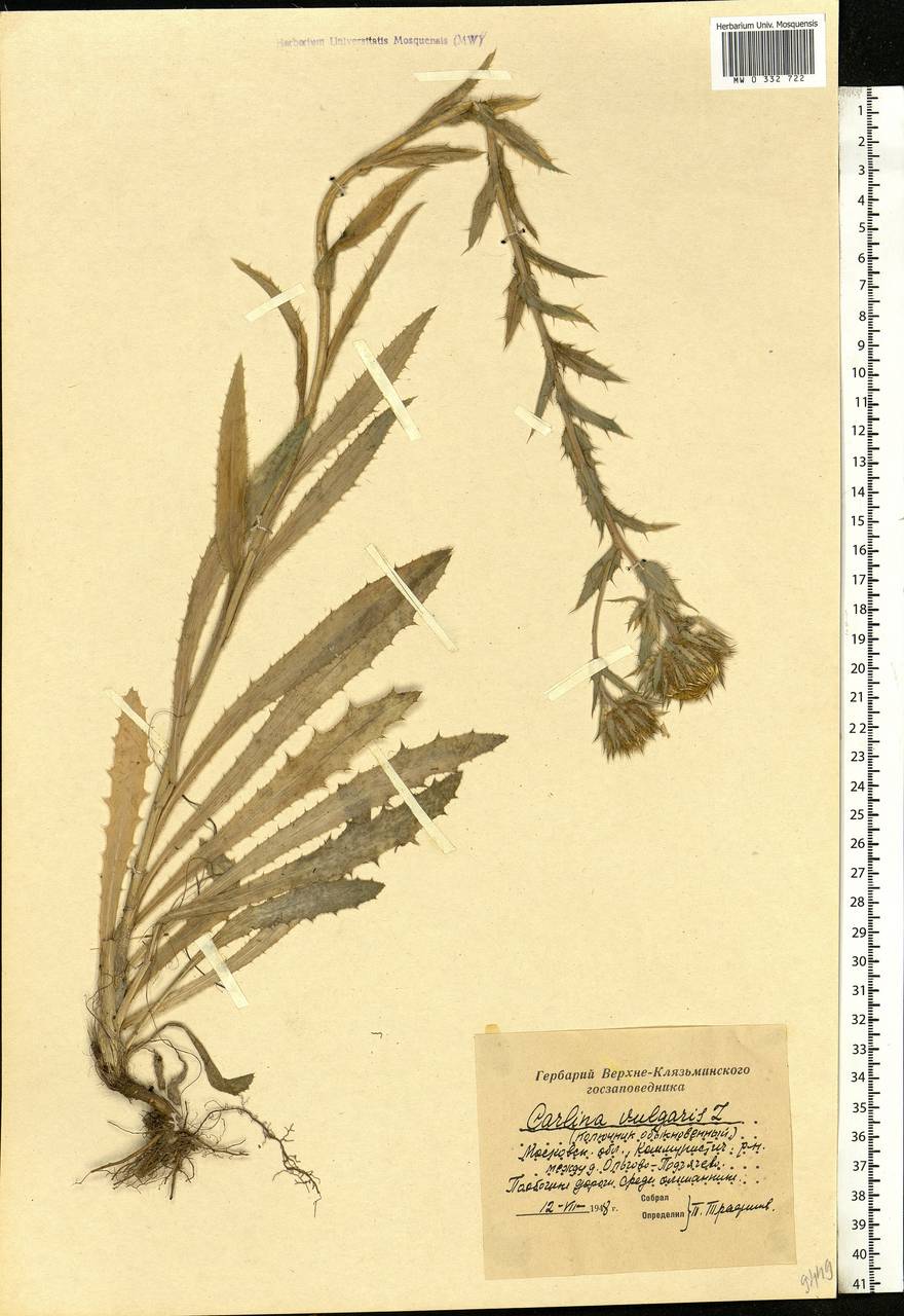 Carlina vulgaris L., Eastern Europe, Moscow region (E4a) (Russia)