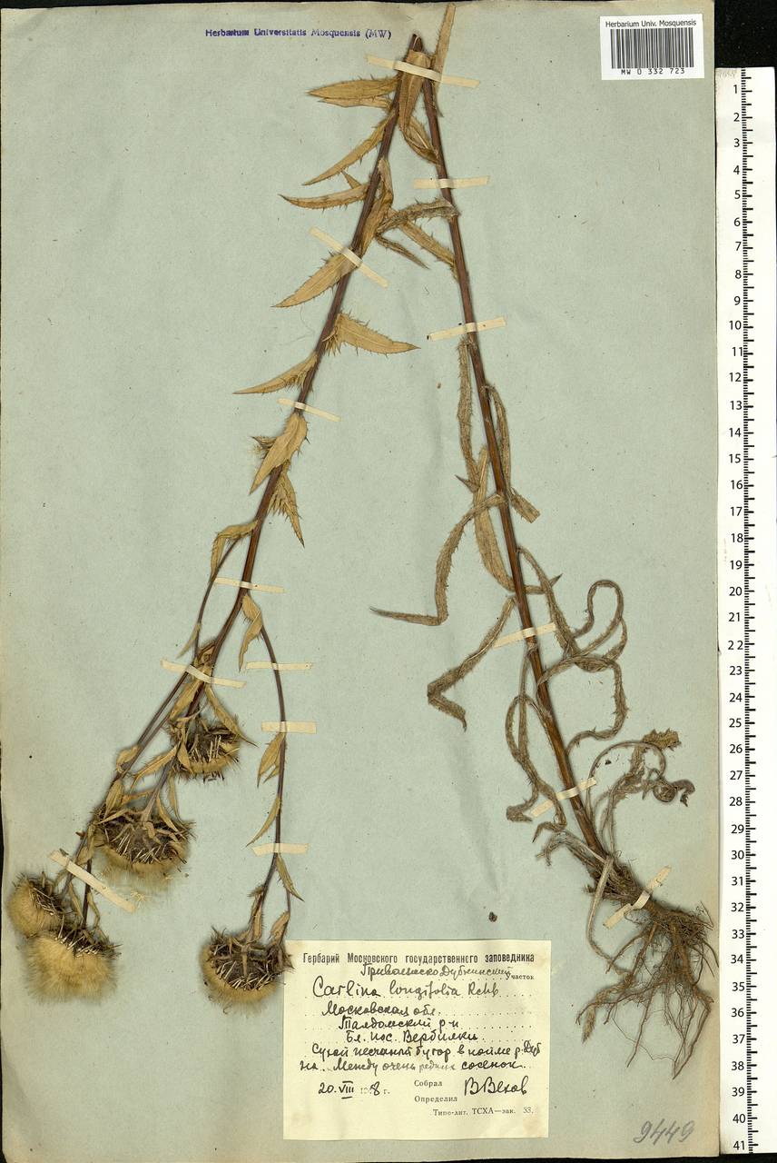 Carlina vulgaris L., Eastern Europe, Moscow region (E4a) (Russia)