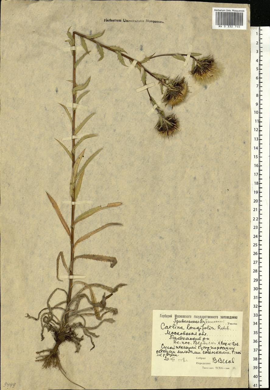 Carlina vulgaris L., Eastern Europe, Moscow region (E4a) (Russia)