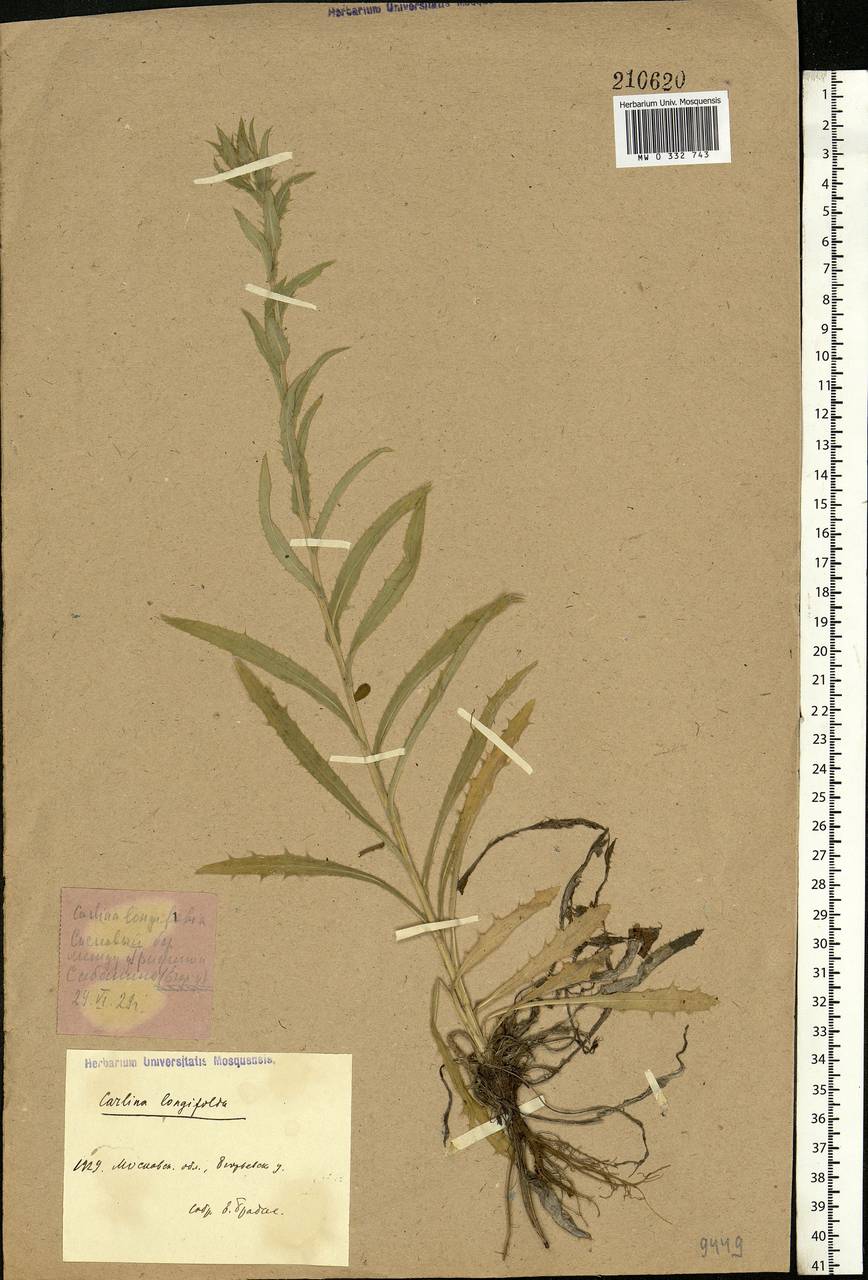 Carlina vulgaris L., Eastern Europe, Moscow region (E4a) (Russia)