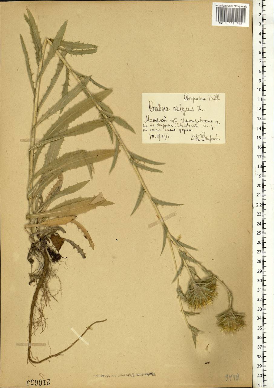 Carlina vulgaris L., Eastern Europe, Moscow region (E4a) (Russia)