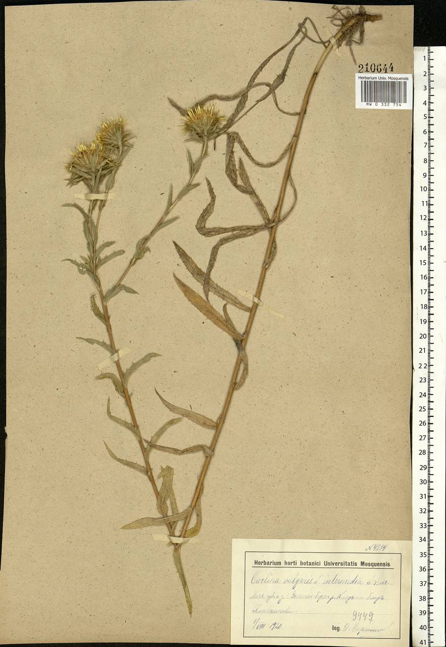 Carlina vulgaris L., Eastern Europe, Moscow region (E4a) (Russia)