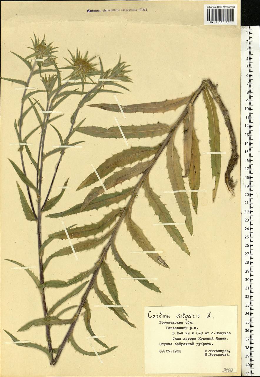 Carlina vulgaris L., Eastern Europe, Central forest-and-steppe region (E6) (Russia)