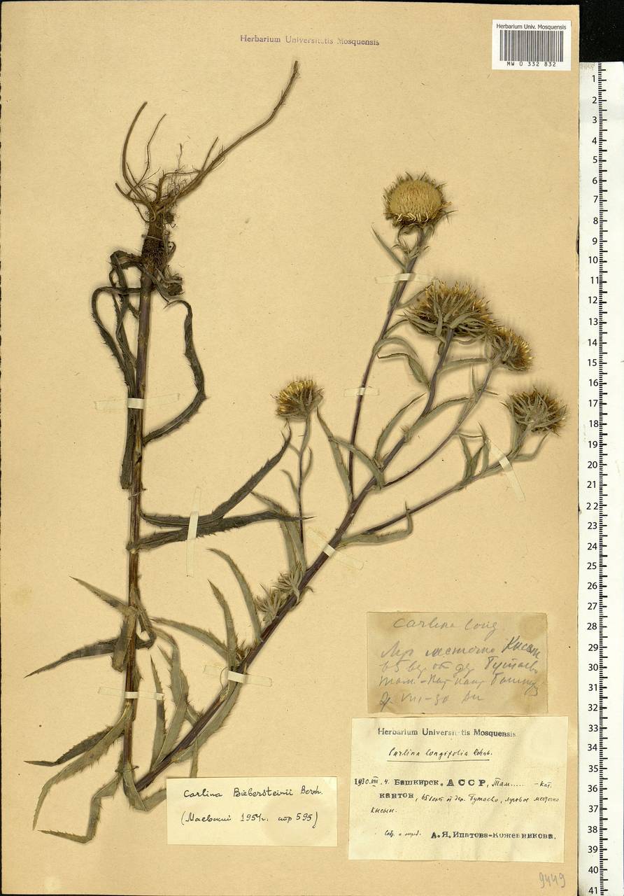 Carlina vulgaris L., Eastern Europe, Eastern region (E10) (Russia)