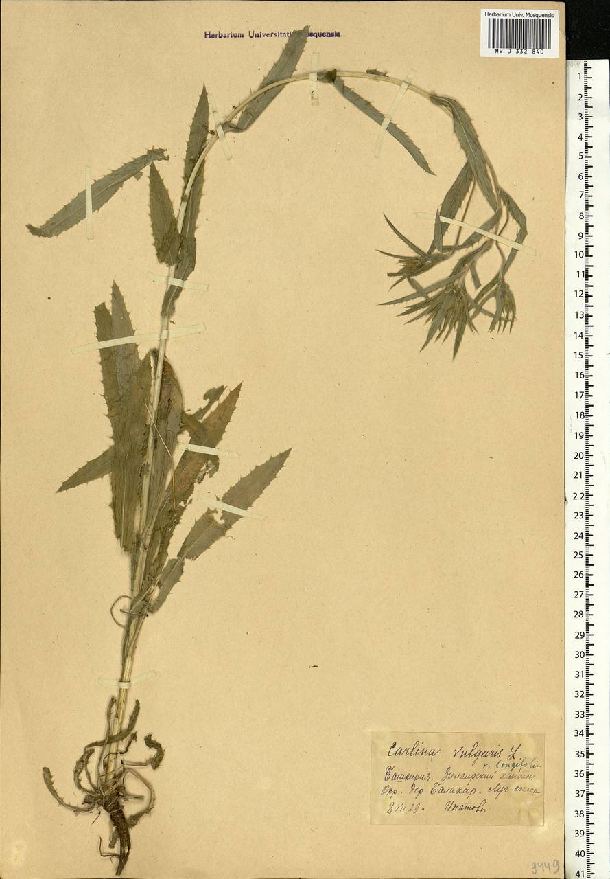 Carlina vulgaris L., Eastern Europe, Eastern region (E10) (Russia)