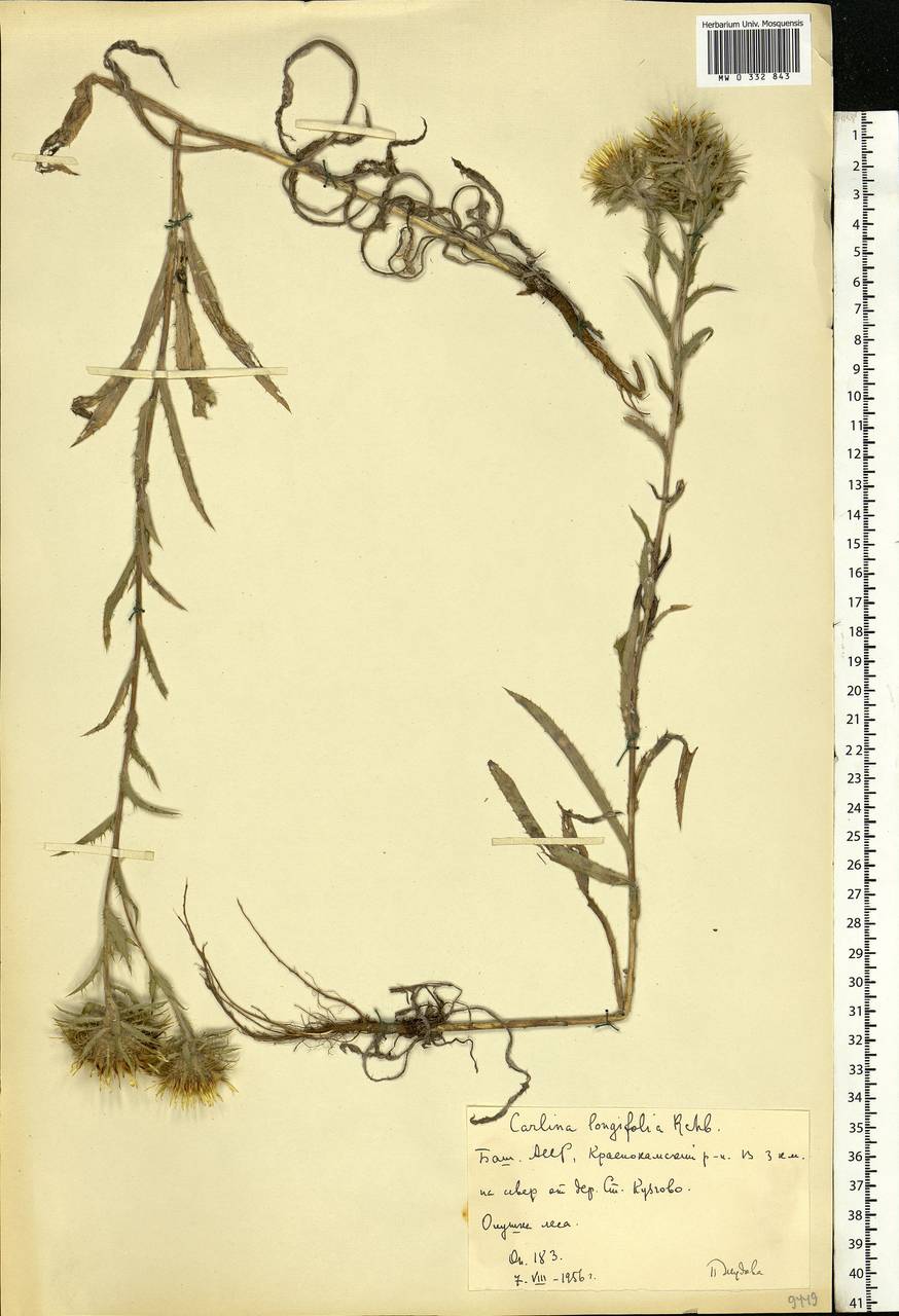 Carlina vulgaris L., Eastern Europe, Eastern region (E10) (Russia)