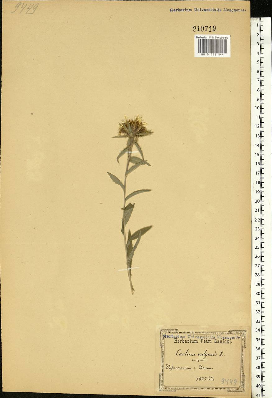 Carlina vulgaris L., Eastern Europe, South Ukrainian region (E12) (Ukraine)