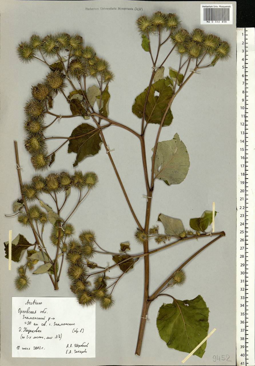 Arctium, Eastern Europe, Central forest-and-steppe region (E6) (Russia)