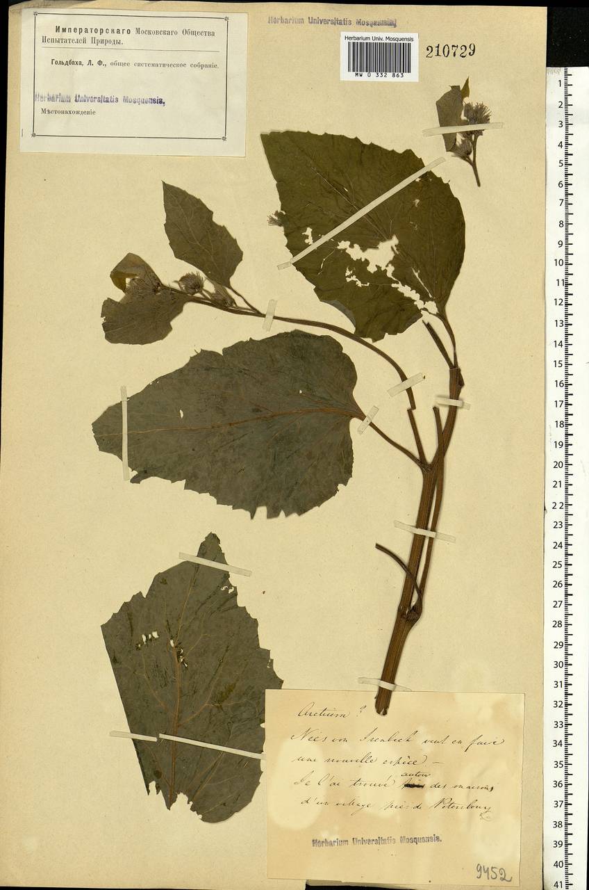 Arctium, Eastern Europe, North-Western region (E2) (Russia)