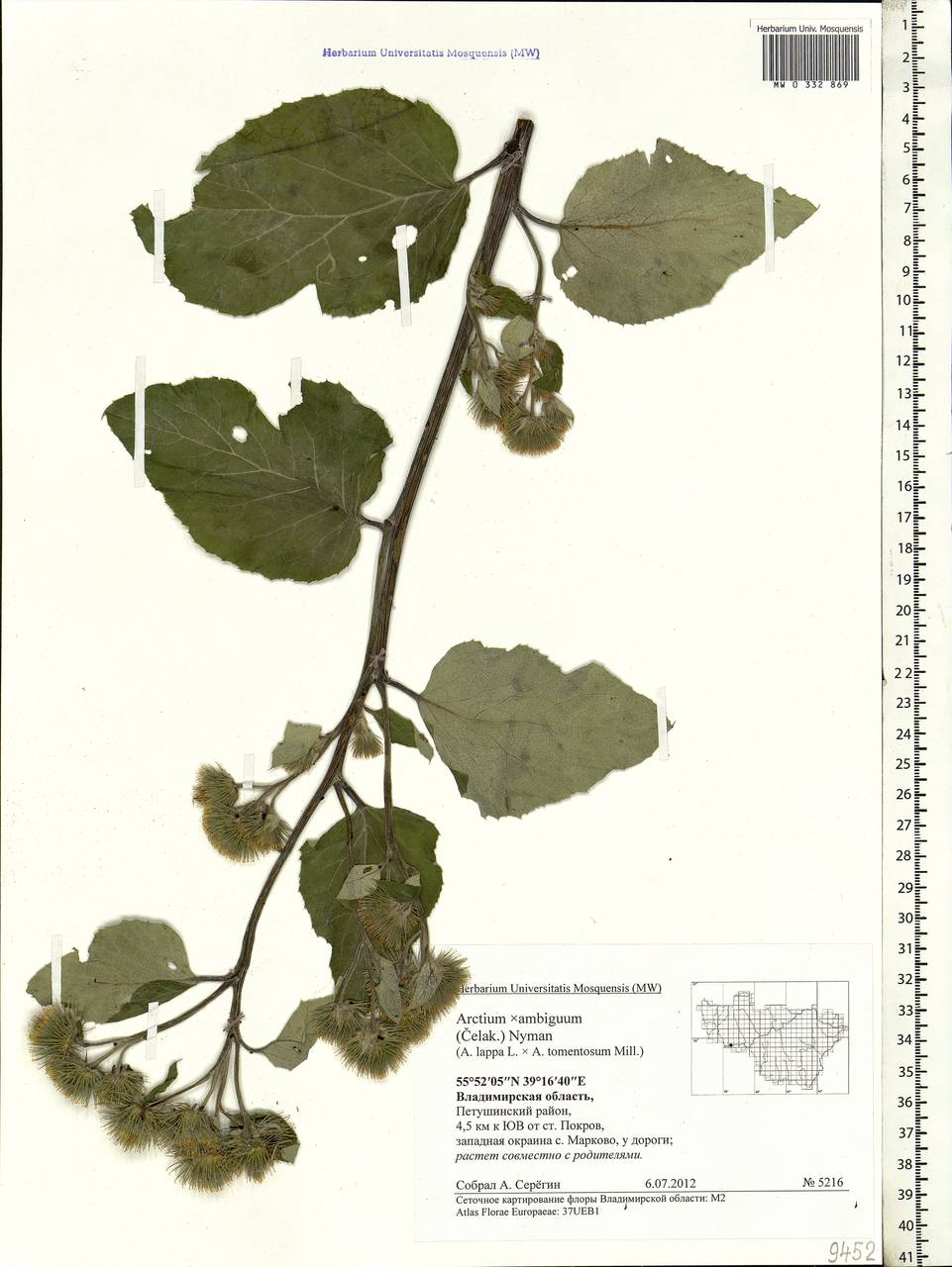 Arctium ×ambiguum (Celak.) Nyman, Eastern Europe, Central region (E4) (Russia)