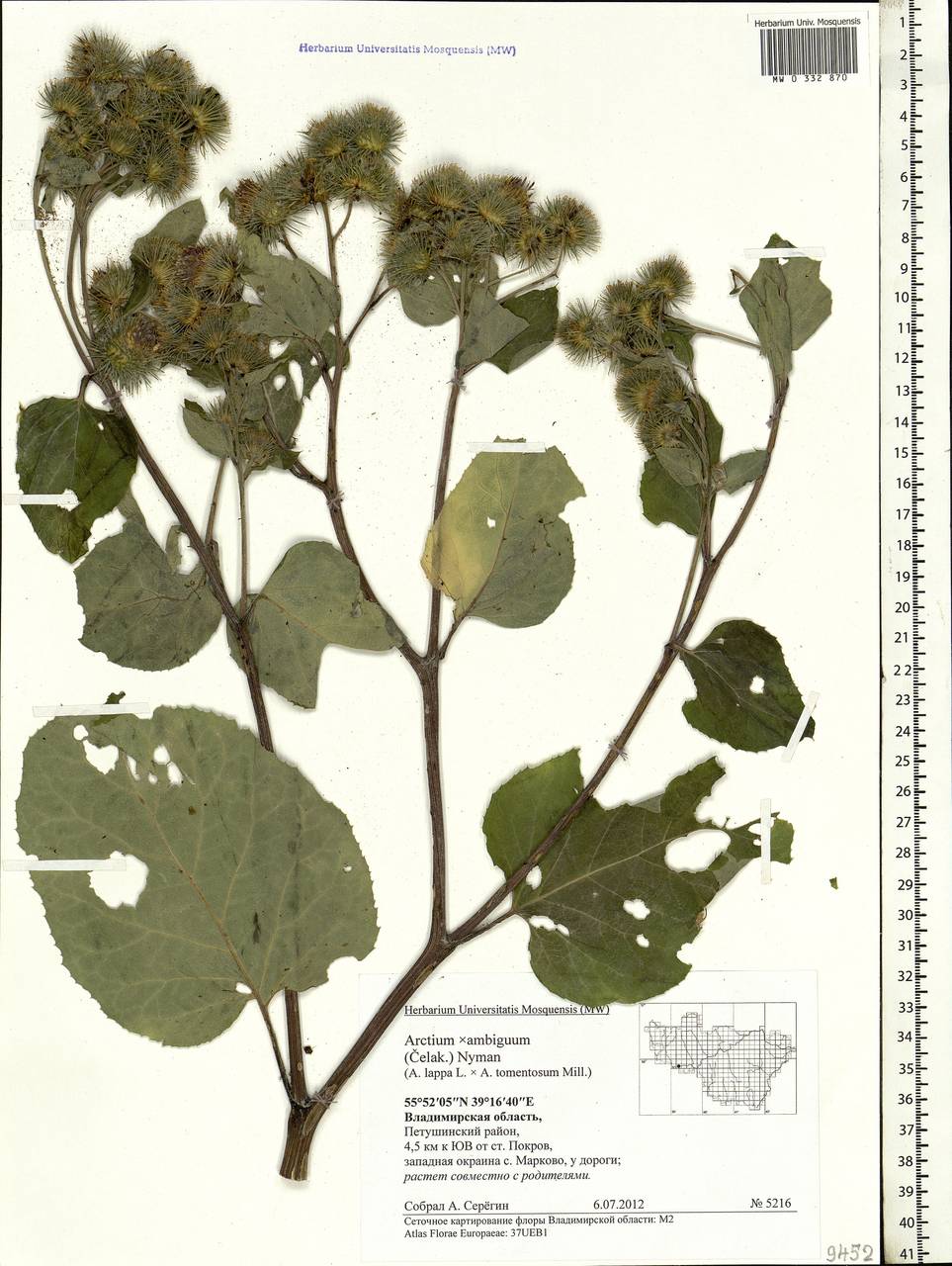 Arctium × ambiguum (Čelak.) Nyman, Eastern Europe, Central region (E4) (Russia)