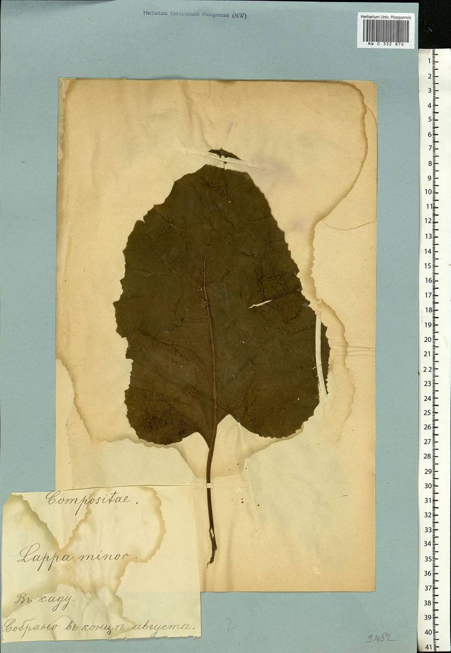 Arctium lappa L., Eastern Europe, Estonia (E2c) (Estonia)