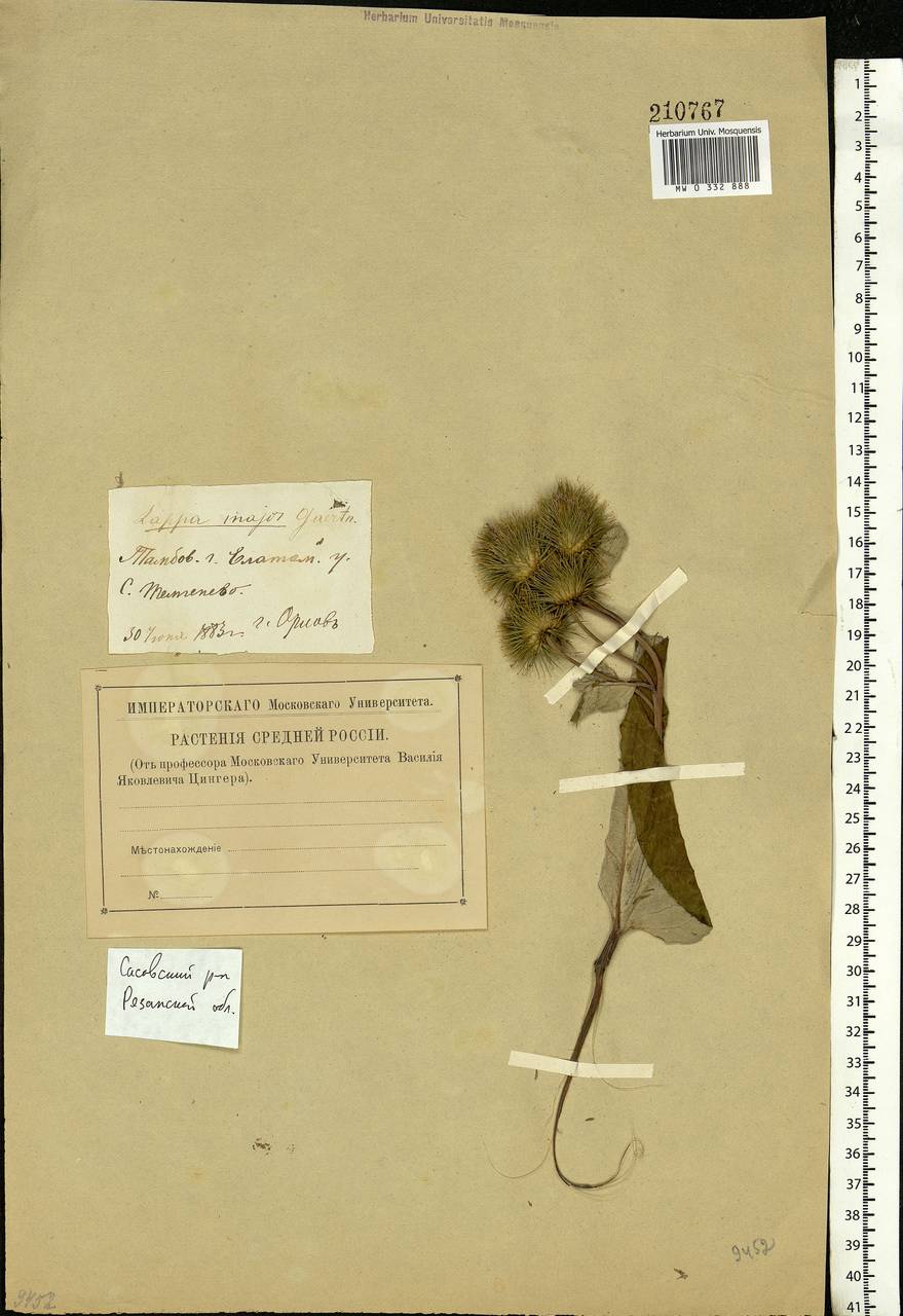 Arctium lappa L., Eastern Europe, Central region (E4) (Russia)