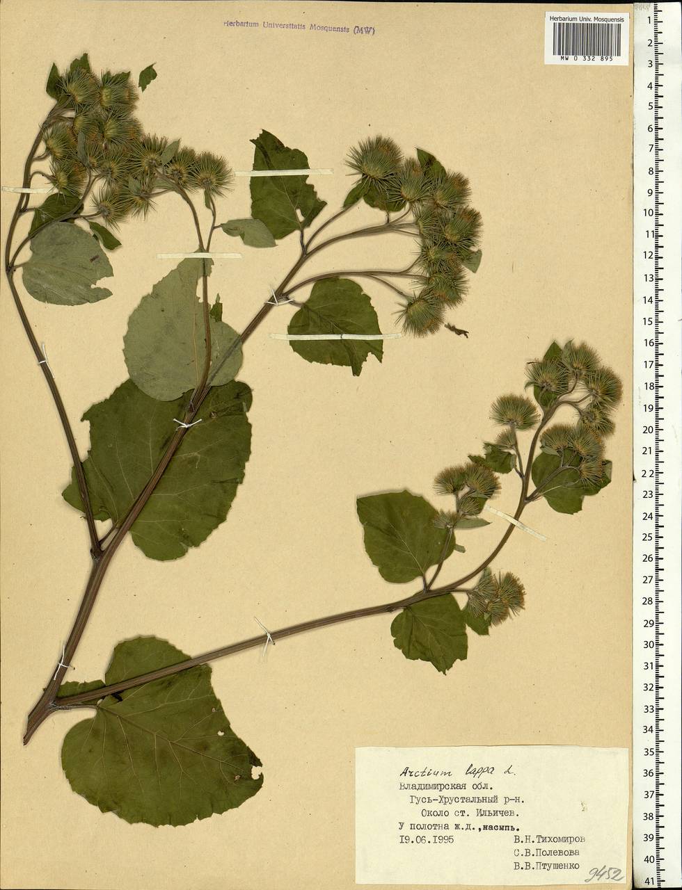 Arctium lappa L., Eastern Europe, Central region (E4) (Russia)