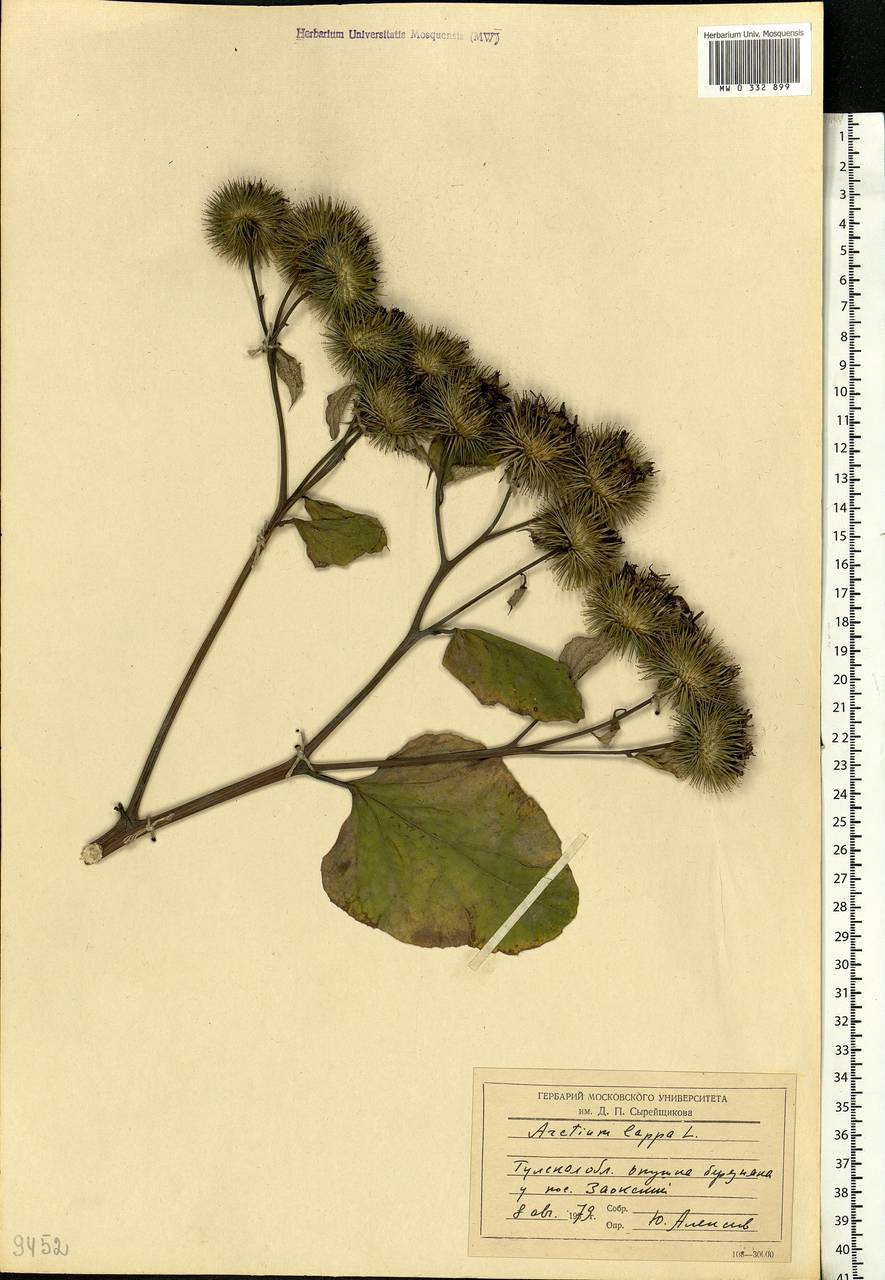 Arctium lappa L., Eastern Europe, Central region (E4) (Russia)