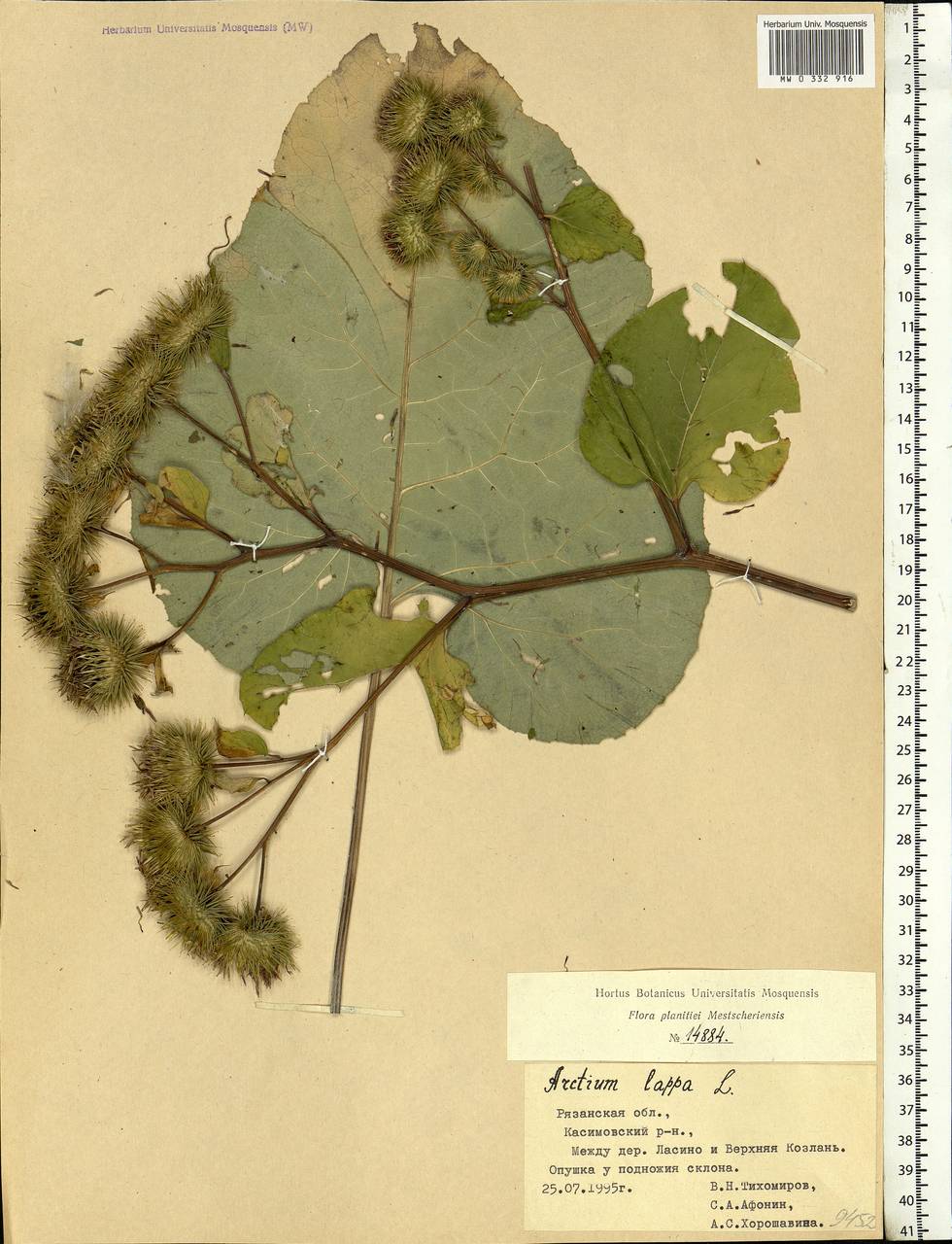 Arctium lappa L., Eastern Europe, Central region (E4) (Russia)
