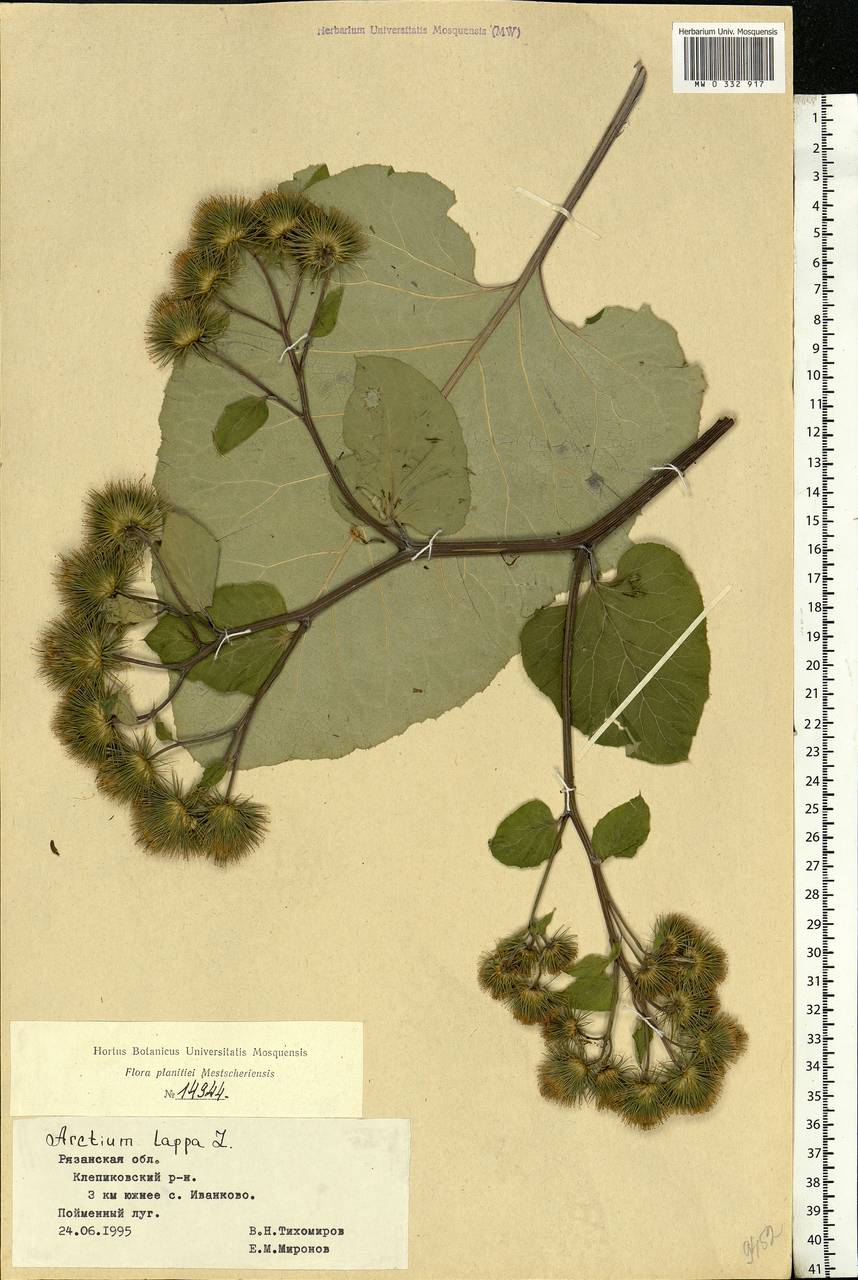 Arctium lappa L., Eastern Europe, Central region (E4) (Russia)