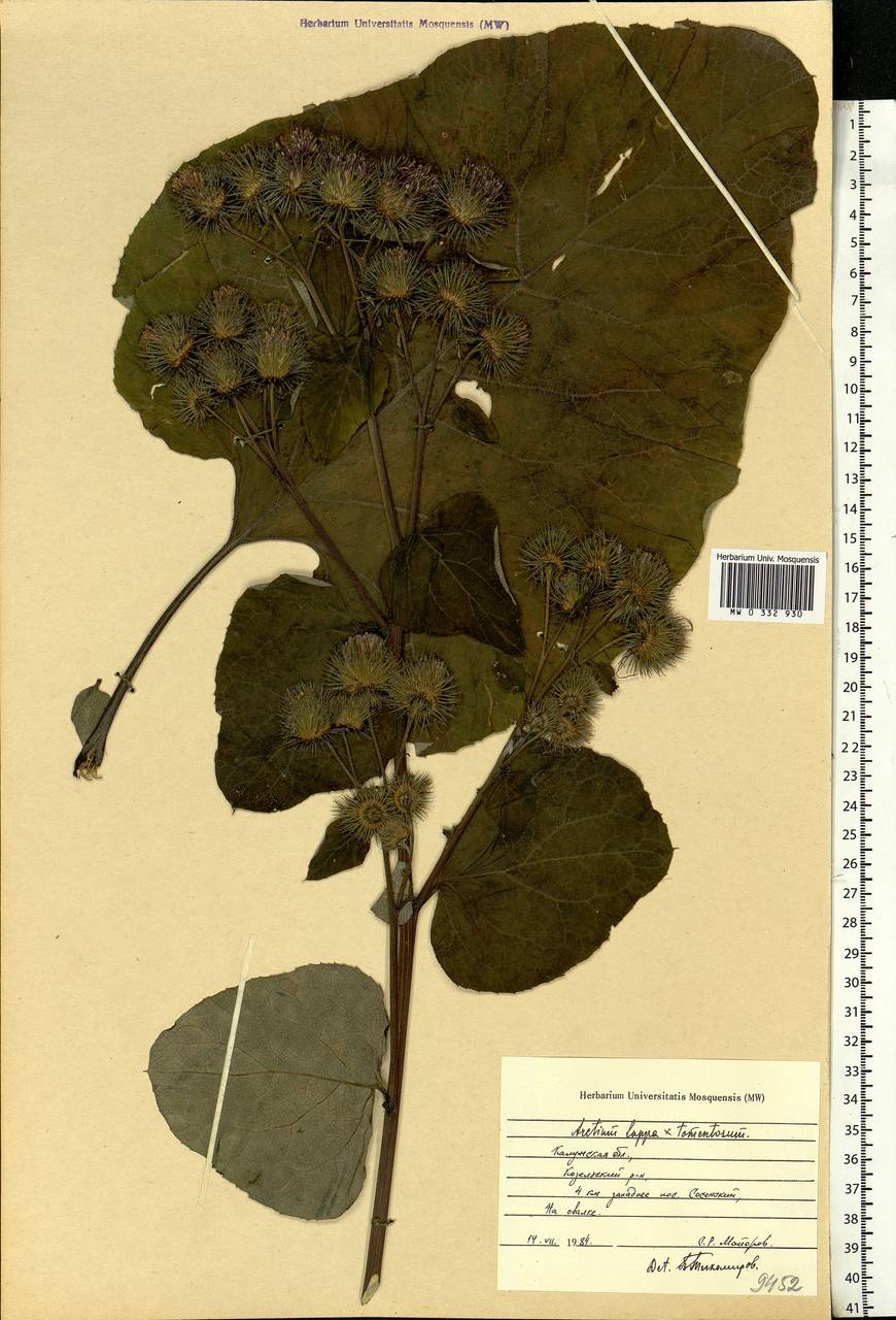 Arctium lappa L., Eastern Europe, Central region (E4) (Russia)