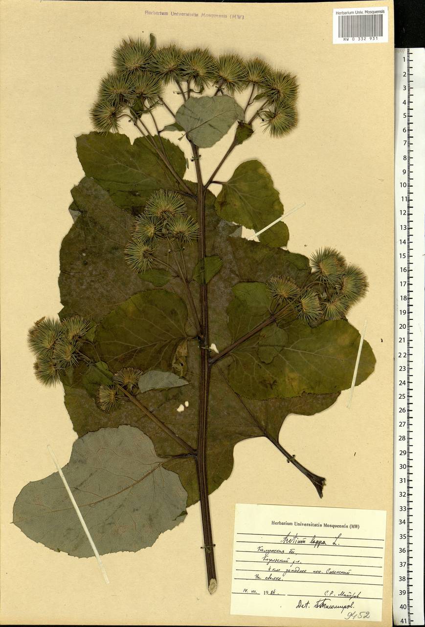 Arctium lappa L., Eastern Europe, Central region (E4) (Russia)