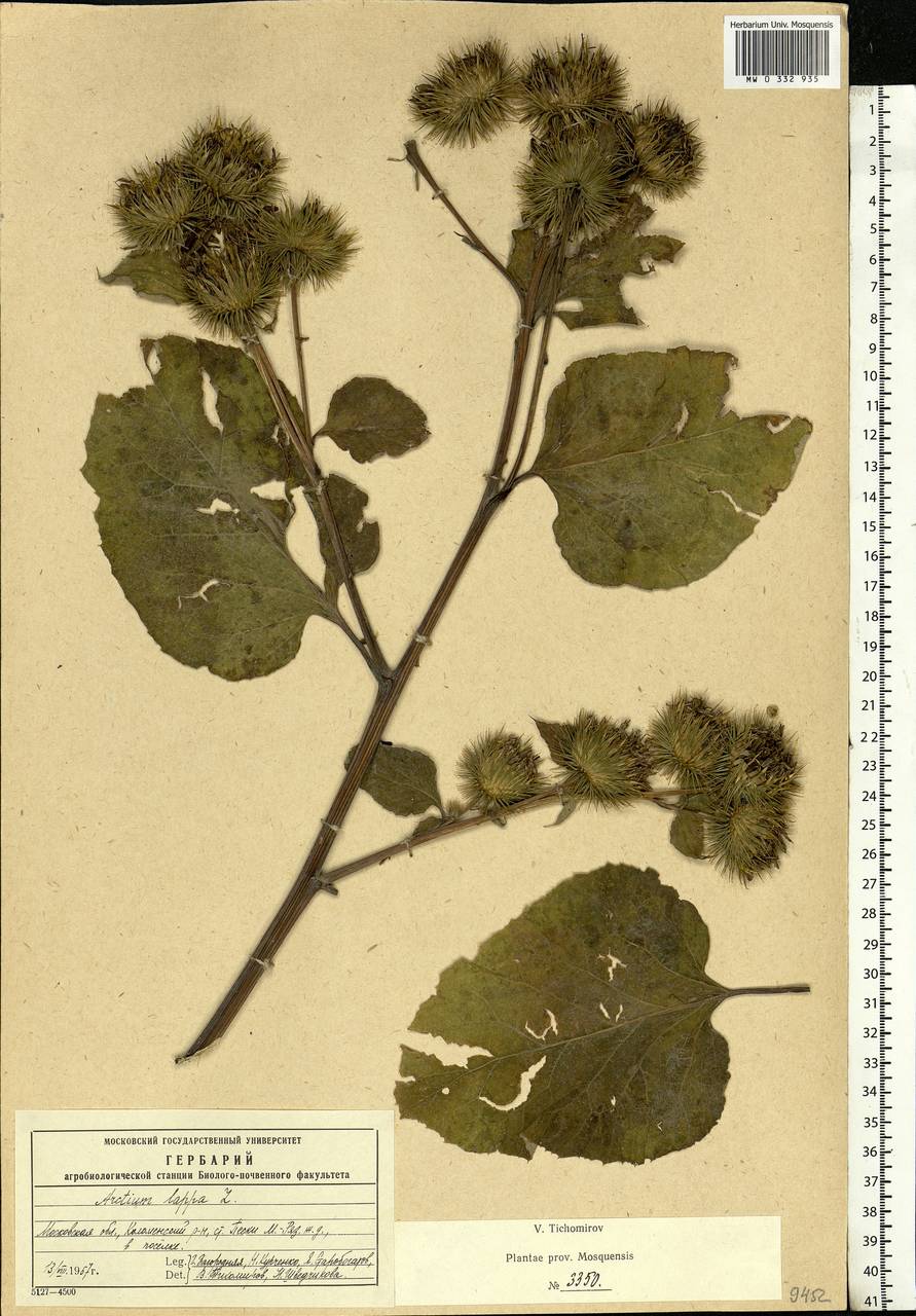 Arctium lappa L., Eastern Europe, Moscow region (E4a) (Russia)