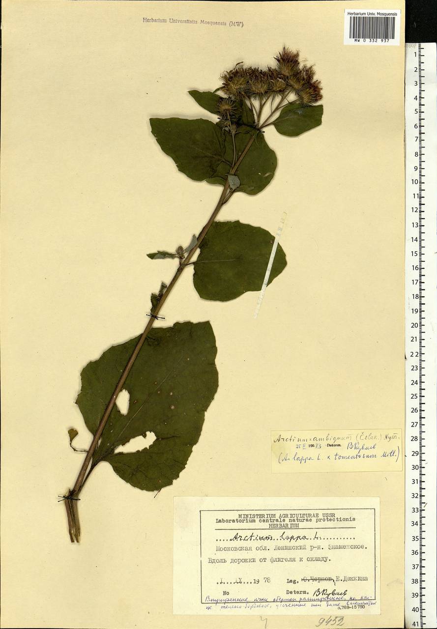 Arctium lappa L., Eastern Europe, Moscow region (E4a) (Russia)