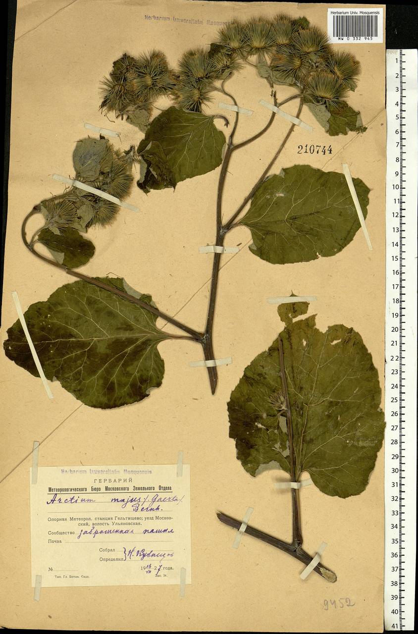 Arctium lappa L., Eastern Europe, Moscow region (E4a) (Russia)