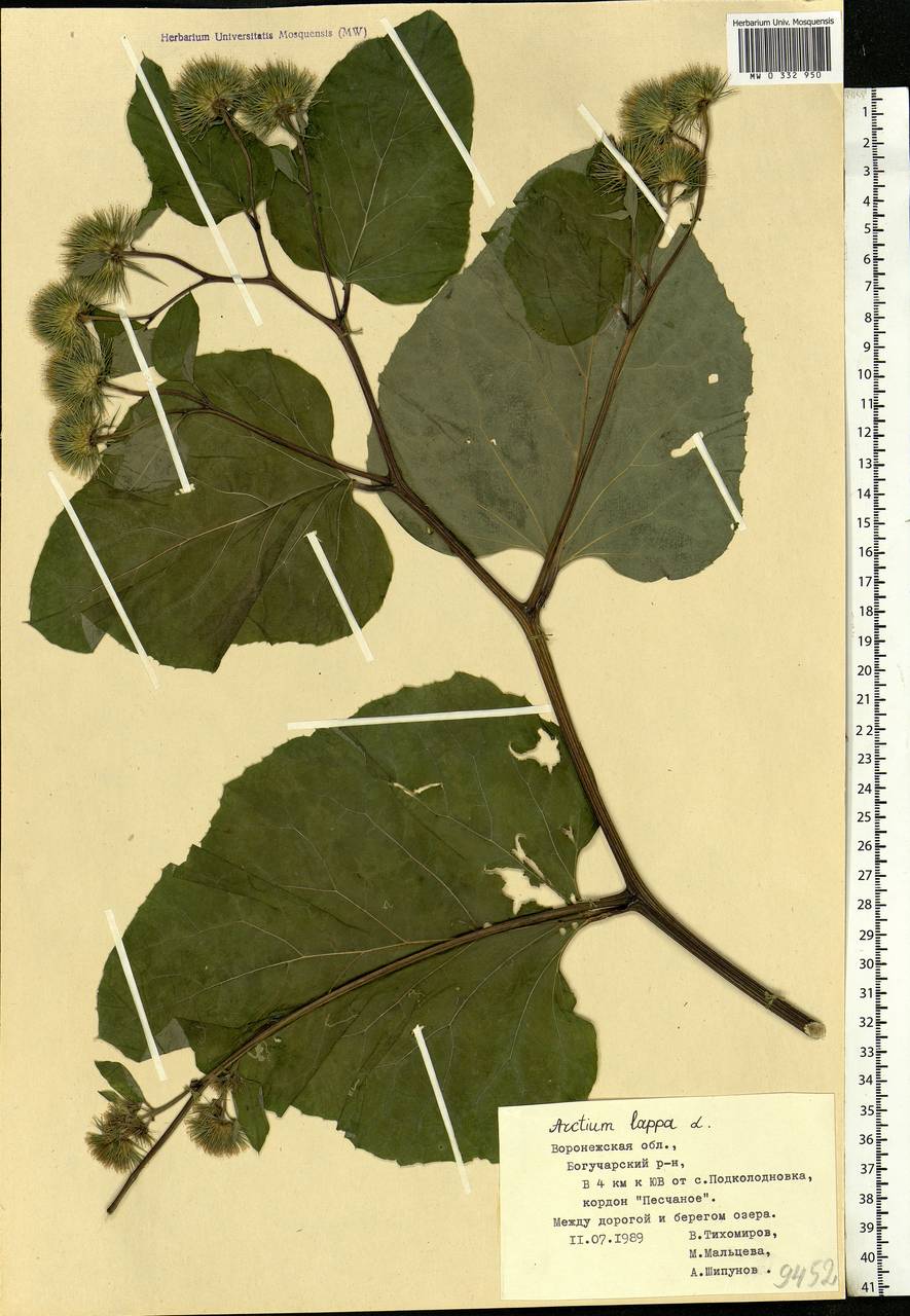 Arctium lappa L., Eastern Europe, Central forest-and-steppe region (E6) (Russia)