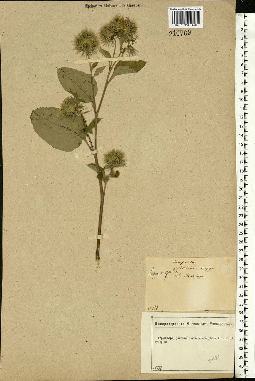 Arctium lappa L., Eastern Europe, Central forest-and-steppe region (E6) (Russia)