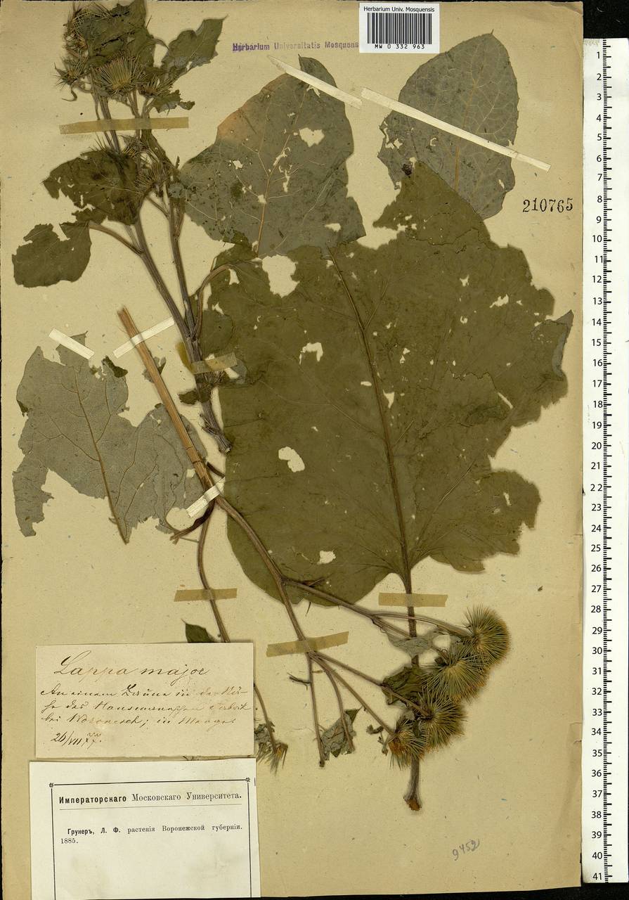 Arctium lappa L., Eastern Europe, Central forest-and-steppe region (E6) (Russia)