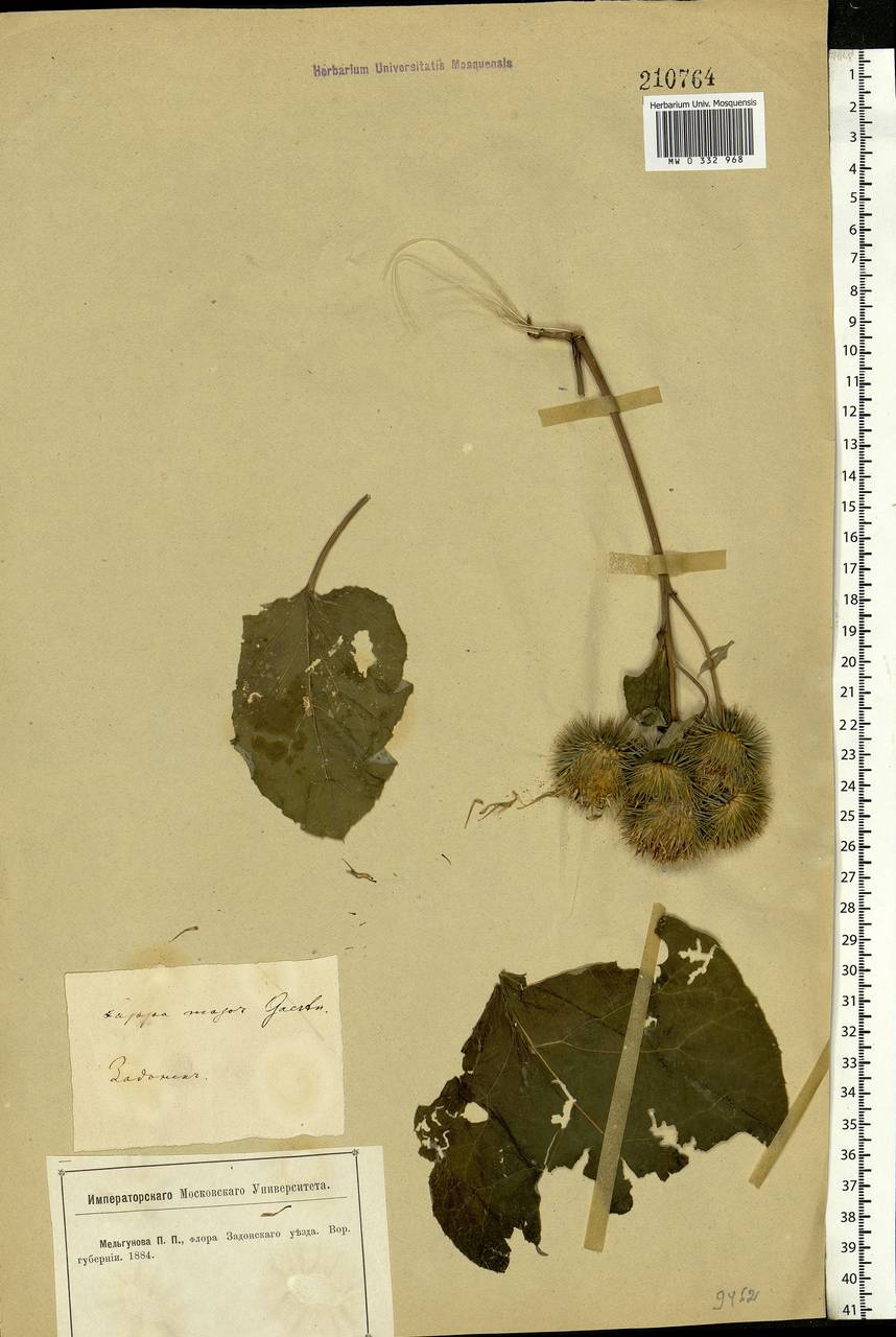 Arctium lappa L., Eastern Europe, Central forest-and-steppe region (E6) (Russia)