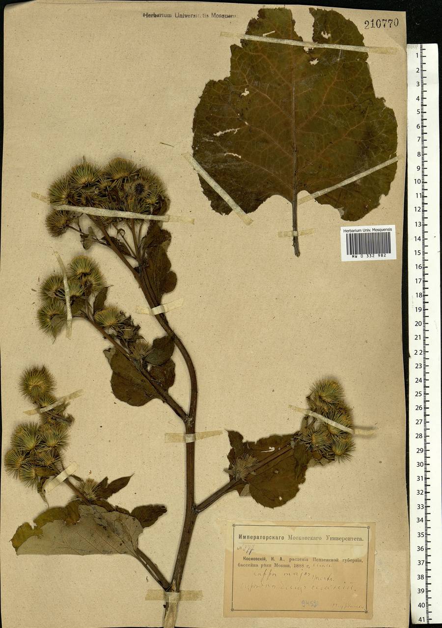 Arctium lappa L., Eastern Europe, Middle Volga region (E8) (Russia)