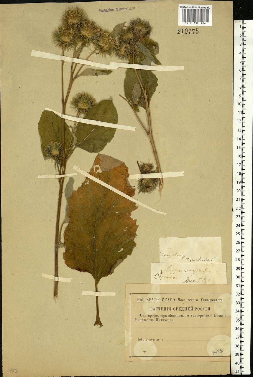 Arctium lappa L., Eastern Europe, Middle Volga region (E8) (Russia)