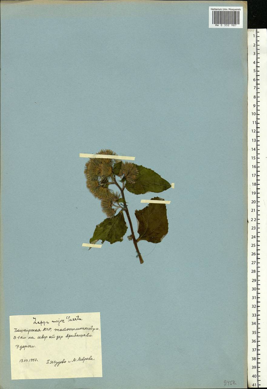 Arctium lappa L., Eastern Europe, Eastern region (E10) (Russia)