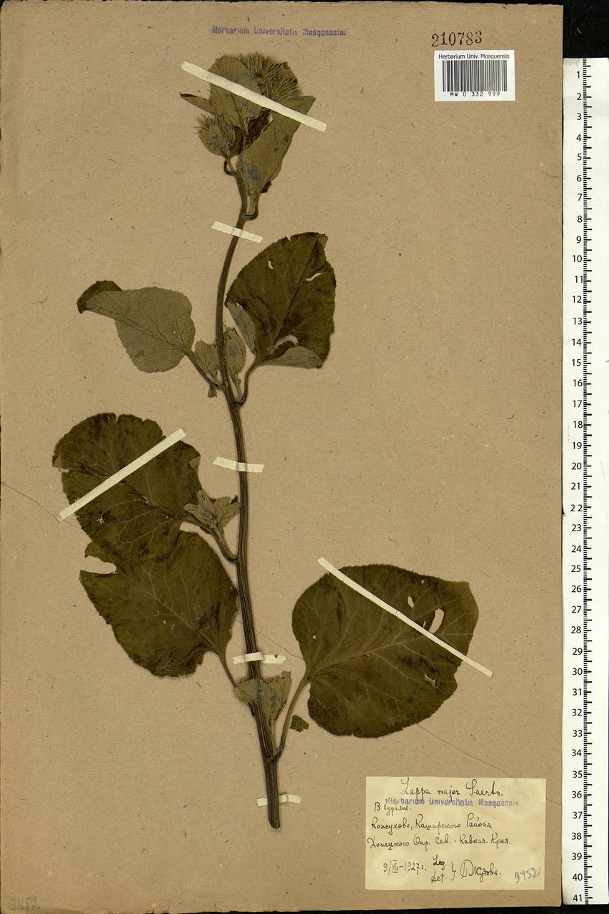 Arctium lappa L., Eastern Europe, Rostov Oblast (E12a) (Russia)