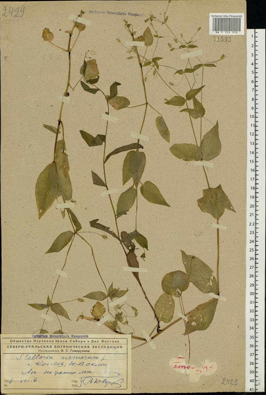 Stellaria nemorum L., Eastern Europe, Northern region (E1) (Russia)