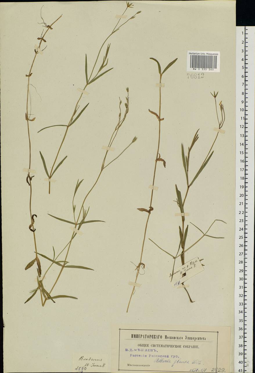 Stellaria palustris Ehrh. ex Retz., Eastern Europe, Central region (E4) (Russia)
